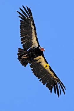 California Condor in flight above Wind Wolves Preserve, that will give free naturalist-led hikes on Saturday, April 21.[Dave Schindler photo]
