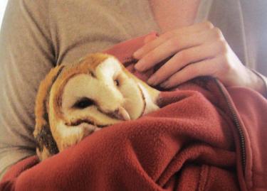 The Van Walden family found a beautiful but seriously injured barn owl on a dirt road in a Lebec canyon. It was unable to fly and seriously underweight. [Van Walden photo]