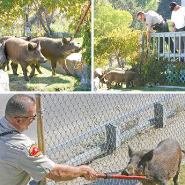 Four wild pigs (top left) happily eat vines from the deck of the Share, Care and Prayer office on Monterey Trail Monday, Sept. 17. Sheriff?s Deputy Dave Benson and a resident (top right) keep watch over the herd while waiting for Department of Fish and Game officials to arrive. Piggy #1 (bottom) inspects Sheriff?s Deputy Norm Simon?s nightstick.
