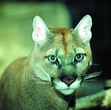 Mountain Lion sightings in our area, along with remnants from deer kills close to homes are up. Residents are warned to avoid contributing to bringing predators too close.