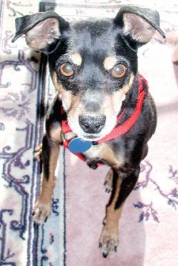 This little Manchester terrier was found in Lebec.

