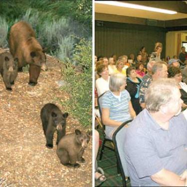 (l-r) A mother bear with three cubs in a Pine Mountain green belt near Rhine Court Monday, Aug. 25 and a capacity crowd turned out for the workshop about living with bears in our wild neighborhood. Tough love is the answer, Anne Bryant said.