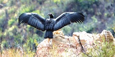 Third Condor Shot in California