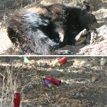 (top) A small bear lay dead in the back yard of a Frazier Park residence after it charged at several people who were trying to save a dog from being mauled. (bottom) Four 12-gauge shotgun cartridges on the ground, less than two feet from where the bear fell. [Meyer photos]







