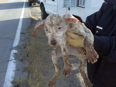 Abandoned Puppies Struggle as Frazier Man Charged with Felony Cruelty