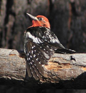 This Red-breasted Sapsucker was on a Backyard Bird Count list last year.

