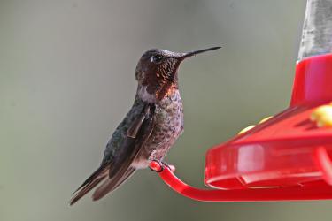 Anna's Hummingbird on feeder [Noble photo]. You will not necessarily see all the birds pictured during the winter, but they are likely to be here by the spring. 