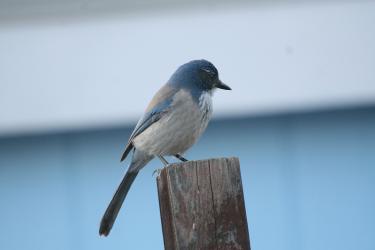 Western Scrub Jay [Noble photo]. You will not necessarily see all the birds pictured during the winter, but they are likely to be here by the spring. 
