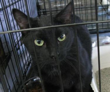 One of more than 130 cats removed from Cause 4 Cats.