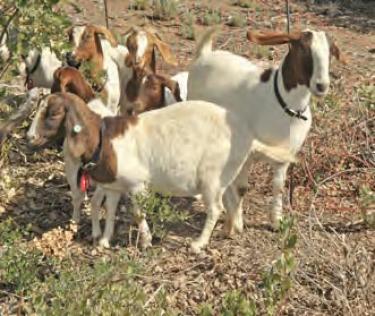 Firefighting goats went to work at PMLC on May 28.