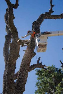Chainsaw Massacre of Oaks in Frazier Park Called 'An Outrage' - See Video