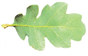 Blue oak leaf