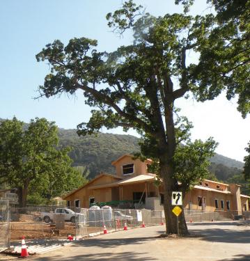 Frazier Park has a long tradition of living humorously with its shady oaks. They appear in the middle of roads and are gratefully part of local parking areas. This one is right in front of the library building site where two oaks, 200-400 years old, were chain sawed and the wood carted away June 12.