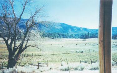 The view from the front of the Cuddy home in December 1996.