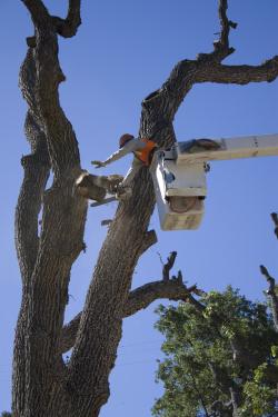 A Kern County Parks Department worker cuts down one of two heritage oaks—one 400-years-old, the second 300-years-old—that were killed on June 12, 2010. [Linda Robredo photo]