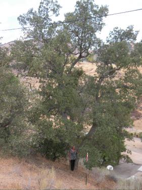 A friend stands next to a towering 40 foot oak that was threatened recently by cutting above Oakridge Mobile Home Park in Lebec.