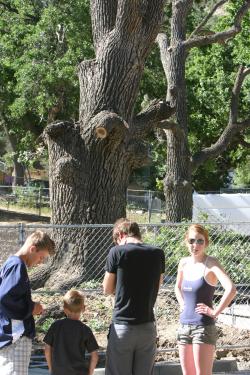 Frazier Park residents felt blindsided as Kern County approved what appeared to be a surprise action to kill two old oak trees at the library construction site on Saturday morning. Max Williams said the trees would likely be gone by the end of the day. [photo by Gary Meyer of The Mountain Enterprise]