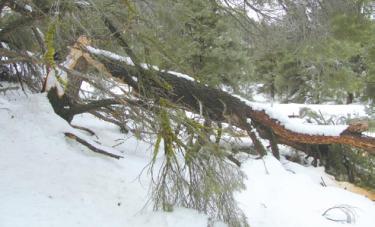 Broken trees litter the mountains and our yards after the first day of spring storm slammed the mountain March 20. Now how do we do what we can to save our trees? 