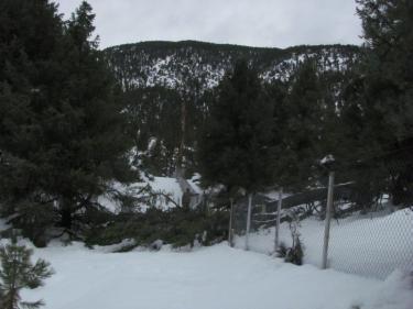 A tree on U.S. Forest Service land fell Sunday, March 20. It pulled down the fence between the top of snowbunny hill in Cuddy Valley and the homeowners’ private property.