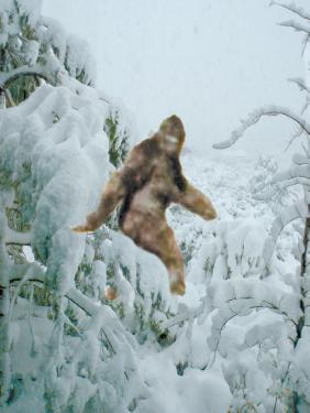 Bigfoot Sighted Despite Snow Bunny Ban