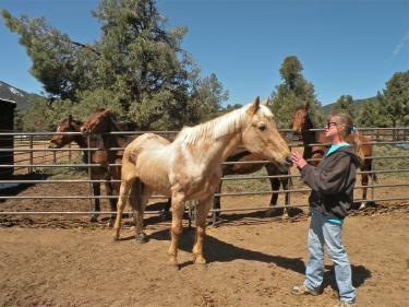 Hugs, a 32-year-old Palomino, saved four yearling colts at Foxtail Ranch in Cuddy Valley on the first day of spring, March 20, when trees started falling under the weight of snow as heavy as wet cement.