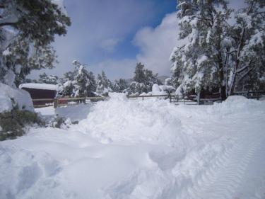The wet, heavy snow was deep (shown here the day after the storm, March 21) and it fell stesdily for 12 hours. This shows the tree-studded paddocks of Foxtail Ranch. Many trees came down.