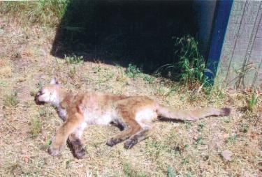 This one-year-old mountain lion cub was killed by neighbors trying to free a dog from its jaws. Its mother is still nearby.

