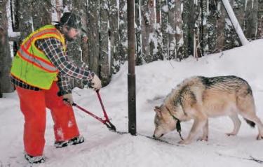 Held on 8-foot chains as tourist attractions, in mid-December the 29 wolf dogs were cut free and neutered. Volunteers crated and flew them to the Lockwood Animal Rescue Center way station.