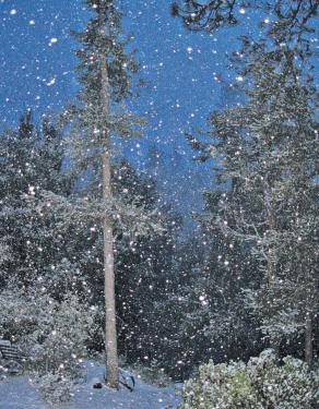Peter S. Burke of Pine Mountain  took this photo of snowfall on April 8, 2011. It is a reminder that we may have hard winter weather yet ahead, despite the two weeks of mild temperatures without precipitation over the holidays. 
