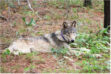 Lone Wolf: He came to our forest­­­ in search of a home