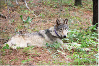 Wolf OR-93 photo courtesy of Austin James, Jr., Confederated Tribes of Warm Springs