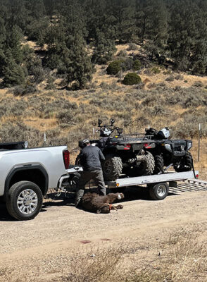 Unknown person with apparently dead bear on dirt road across from Mike’s Pizza