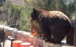 Watch the Video—Bear at Pine Mountain home