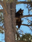 This tree was Just Right for these four little bears in PMC