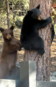 Committee shares updates  on bear activity in PMC
