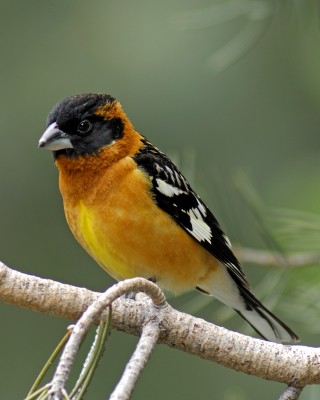 Mountain nature photographer David Schindler took this photo of a blackheaded grosbeak. Biologist Lynn Stafford will tell about the grosbeak's secrets at an illustrated talk about springtime birds on the mountain. All are welcome to the meeting of the Condor group of the Sierra Club on Friday, June 2 at 7 p.m. in the pool pavilion of the Pine Mountain clubhouse.  
