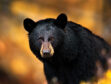 Woman who fed wildlife was eaten by a black bear