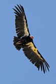 New lawsuit to be filed over Tejon plans for California condor habitat