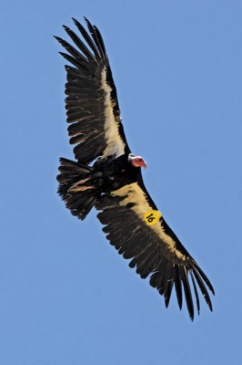 The California condor with its 9-foot wingspan is bounding back from near extinction. [photo by David Schindler]