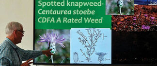 Beall discussing the Knapweed plant species