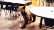 Bear cub wanders into PMC classroom during summer break