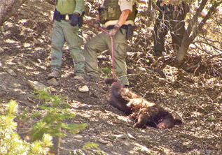 A California Department of Fish and Wildlife warden shot a young bear Friday, Sept. 5, then appeared to try to hide it from the newspaper reporter at the scene. Now questions are being raised by the family at the home near where the cub died. [photo by Patric Hedlund]