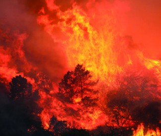An inferno engulfs a pine tree. [Jeff Zimmerman photo]
