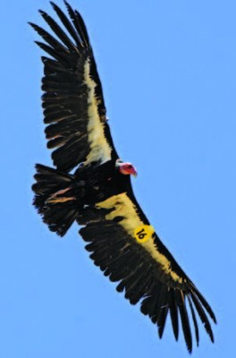 David Schindler's photo of a condor in flight.