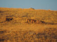 Elusive Tule Elk spotted near PMC by Dawn Jenkins, Pinon Pines