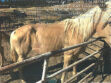 Lockwood farm inspected by Ventura County Animal Services