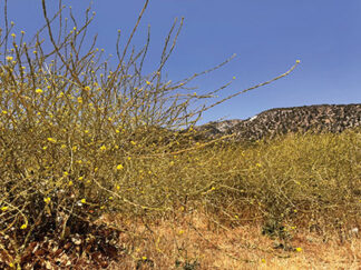 Overgrowth at the park reached up to 5ft tall