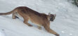 Fresh on the CA Endangered Species list, a large mountain lion was spotted roaming Pine Mountain Club