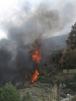The fire climbs a dry pine tree just east of Texas Trail. [photo by Gary Meyer]