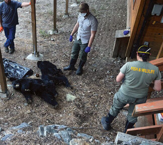 The two bears discovered in PMC home